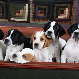 Pointer Puppies from Blackthorne Pointers