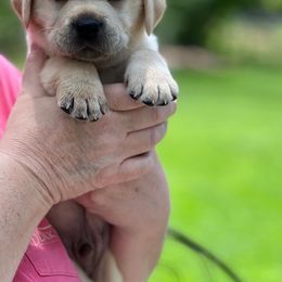 Boy 3 - Labrador Retriever puppy in New York from Moss Ridge Labradors