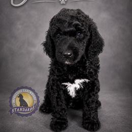 Cartwright's Joanna of the Empty Tomb - Black female Poodle puppy in Albany, Kentucky from Impressive Cartwright Standards