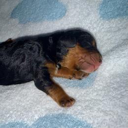 Onyx - Merle male Cavapoo puppy in Knoxville, Tennessee from Duke’s Forever Doodles