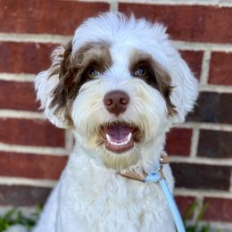 Bailey - Australian Labradoodle
