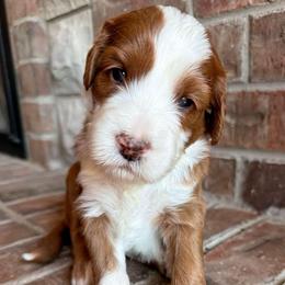 Guardian Home Needed - Red  male Goldendoodle puppy in Savannah, Georgia from Vino and Vespa Doodles