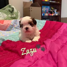 Zazu - Black gold and white male Shih Tzu puppy in Pearland, Texas from Pup Paw-lace