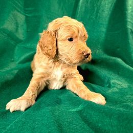 Comet (Red) - Cream female Goldendoodle puppy in Peoria,  Az, Arizona from Not Just "Golden" Doodles