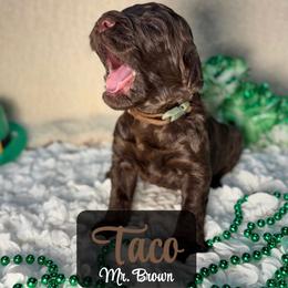 Taco - Chocolate male Australian Labradoodle puppy in Richmond, Kentucky from Happy Time Doodles