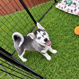Capone - Black and white male Pomsky puppy in Mannington Township, New Jersey from Little Husky Hutt