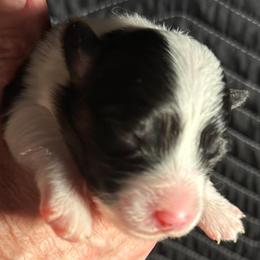 Boy 2 - male Pembroke Welsh Corgi puppy in Lima, New York from Hickory Springs Corgis