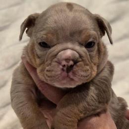 Tex - Lilac tri-color male Bulldog puppy in Harrisburg, Pennsylvania from Central PA WiggleButts Bulldogs