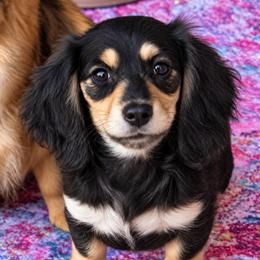 Biscuit - Black and cream male Dachshund puppy in Salem, Oregon from Longdox Mini Dachshunds