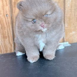 Alvin - Chocolate male Pomeranian puppy in Coleman, Oklahoma from Pretty Poms