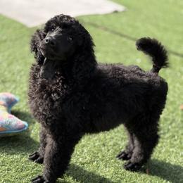 Poodle Puppies from Lingo Standard Poodles