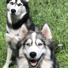 Siberian Huskies from ASH Puppies