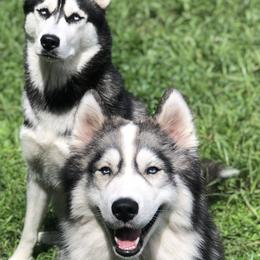 Siberian Huskies from ASH Puppies