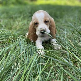 SOLD - Basset Hound puppy in New York from Lil Family Farm