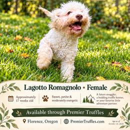 Pearl - Off-white female Lagotto Romagnolo puppy in Westlake, Oregon from Premier Truffles