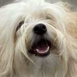 Havanese from Enchanted Tails Havanese