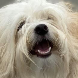 Havanese from Enchanted Tails Havanese