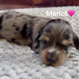 Merlot - Dapple female Dachshund puppy in Jena, Louisiana from Amy’s Mini Doxies