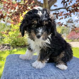 Australian Mountain Doodle, Bernedoodle, Cavapoo, and Goldendoodle Puppies from Angel Pups Deluxe