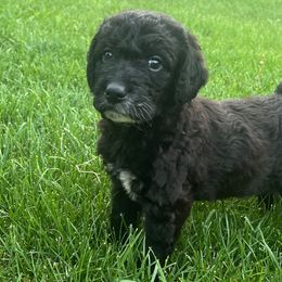 Girl 7 - Labradoodle puppy from Trinity Labradoodles