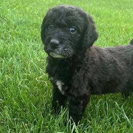 Girl 7 - Labradoodle puppy from Trinity Labradoodles