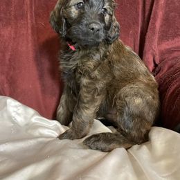 Goldendoodle Puppies from PNW Puppies