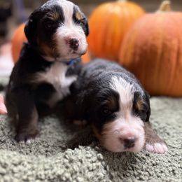 Boy 2 - Black rust and white male Bernese Mountain Dog puppy in Carlotta, California from Aunt-T’s Australian Shepherds