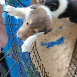 Reserved Harmony uh - Sable and white female Collie puppy in St Stephens, Wyoming from Desert Kennels