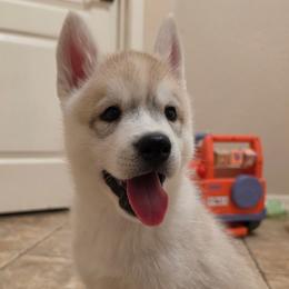 Cinder - Fully Health Tested Parents - Gray and white male Siberian Husky puppy in Phoenix, Arizona from Limitless Huskies