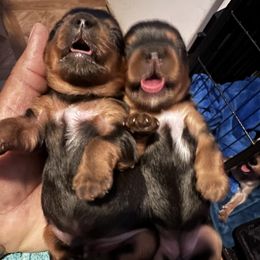 Yorkshire Terrier Puppies from Joy Riley's Yorkies