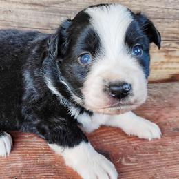 Skunk - Black tri female Miniature Australian Shepherd puppy in Kettle Falls, Washington from Ellie's Miniature Australian Shepherds