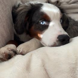 Cosmo - Blue merle male Miniature Australian Shepherd puppy in Marion, Michigan from Highland Hills Mini Aussies
