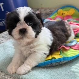 Marisol - Chocolate female Shih Tzu puppy in Stafford, Virginia from Bayview Pups