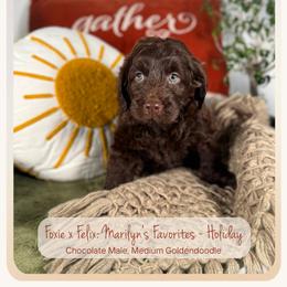 Holiday - Chocolate male Goldendoodle puppy in Waterford, Michigan from Oh My Doodness!