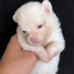 Millie - Cream female Pomeranian puppy in New Lenox, Illinois from Illinois Poms