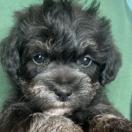 Miniature Schnauzers, Poodles, and Schnoodles from Farmer Brown's Puppies