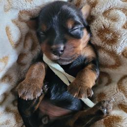 Green collar - Blue and gold female Yorkshire Terrier puppy in Dunedin, Florida from Cantlon Yorkshire Terriers