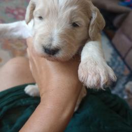 Georgie - White female Bernedoodle puppy in Woodland, Georgia from Bethel Doodle Ranch
