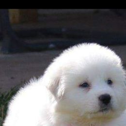 Great Pyrenees Puppies from Gulf Coast Pyrenees