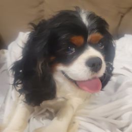 Abby - Cavalier King Charles Spaniel