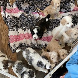 Saint Berdoodles from Jeff's St Berdoodles