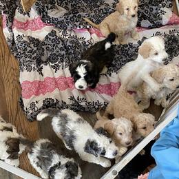 Saint Berdoodles from Jeff's St Berdoodles