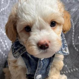 Mario - Apricot male Maltipoo puppy in Bakersfield, California from Silvia's Maltipoos