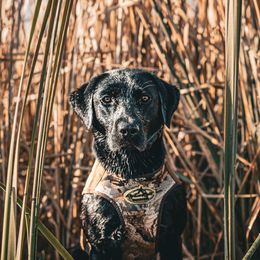 Dubs - Labrador Retriever