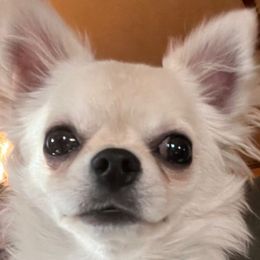 Nola - Chihuahua