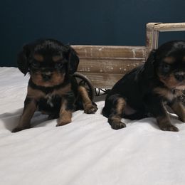 Victoria - Black and tan female Cavalier King Charles Spaniel puppy in Springfield, Missouri from Caney Mountain Cavaliers LLC