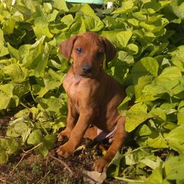 Tank - Rd whtn blk nose male Rhodesian Ridgeback puppy in Carney, Oklahoma from River Run Parson Russell terriers & River Run Ridgebacks