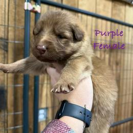 Purple - Sable female German Shepherd puppy in Terra Alta, West Virginia from Shepherd Country Farm and Kennels
