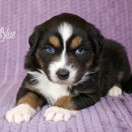 Australian Shepherd, Miniature American Shepherd, Miniature Australian Shepherd, and Toy Australian Shepherd Puppies from Painted Blue Aussies