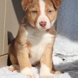 Border Collie Puppies from C Bar C Ranch Border Collies